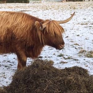 Meet your Posher, Annie